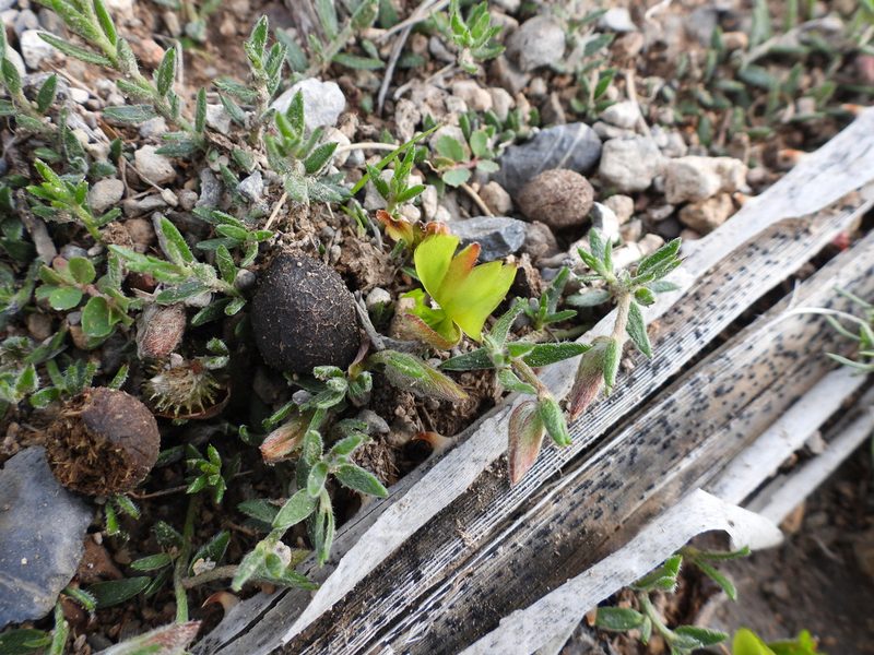 Krameria pauciflora, photographed by Leticia Jiménez Hernández