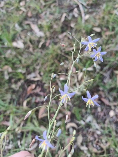 Dianella longifolia, photographed by ainsley_isme