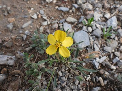 Senna pumilio