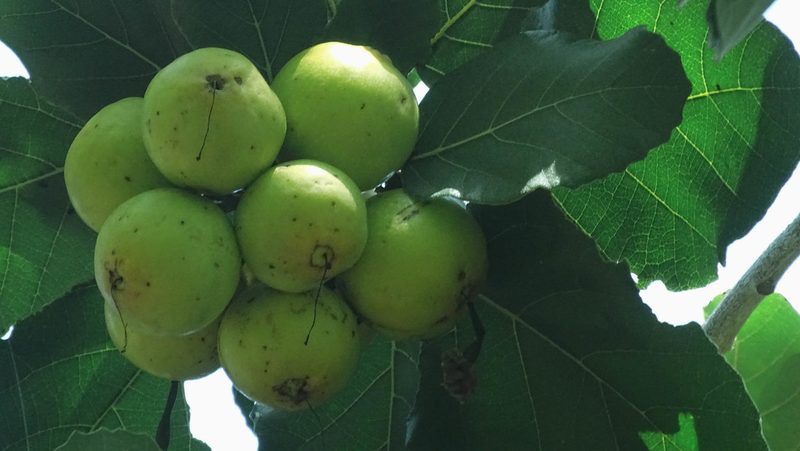 Cordia dodecandra, photographed by Grupo Phoenix