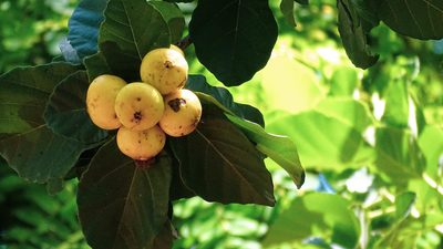 Cordia dodecandra, photographed by Grupo Phoenix
