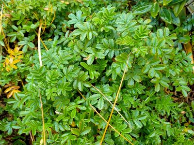 Acaena pallida, photographed by John Barkla