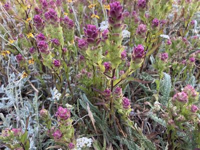 Orthocarpus imbricatus, photographed by Heather DeGaetano