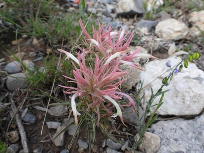 Castilleja sessiliflora, photographed by Leticia Jiménez Hernández