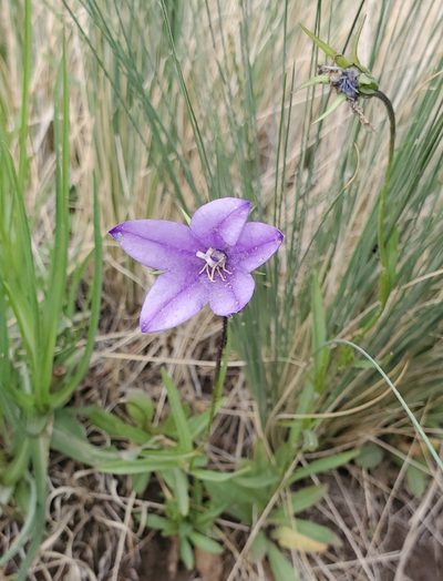 Campanula parryi, photographed by Laura Gaudette