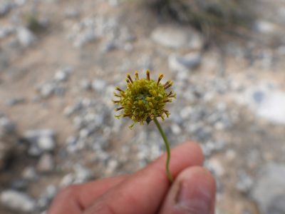 Thelesperma megapotamicum, photographed by Leticia Jiménez Hernández