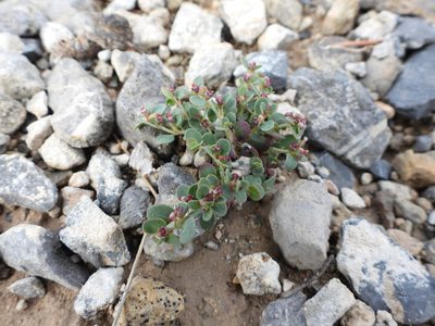 Euphorbia cinerascens, photographed by Leticia Jiménez Hernández