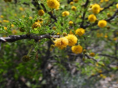 Vachellia glandulifera, photographed by Leticia Jiménez Hernández