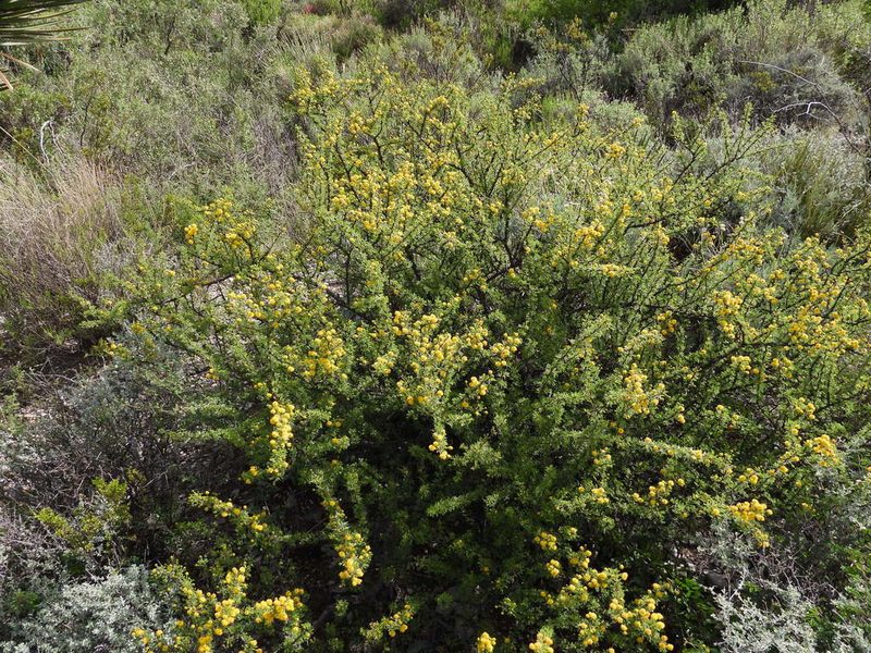 Vachellia glandulifera, photographed by Leticia Jiménez Hernández