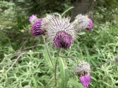 Cirsium edule, photographed by Heather DeGaetano