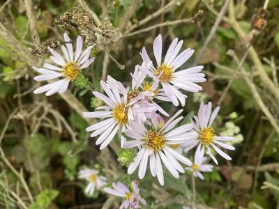 Symphyotrichum chilense, photographed by Cricket Raspet