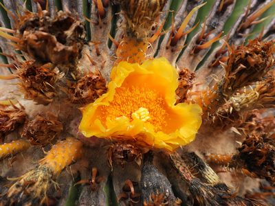 Echinocactus platyacanthus, photographed by Leticia Jiménez Hernández