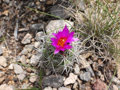 Cochemiea conoidea, photographed by Leticia Jiménez Hernández