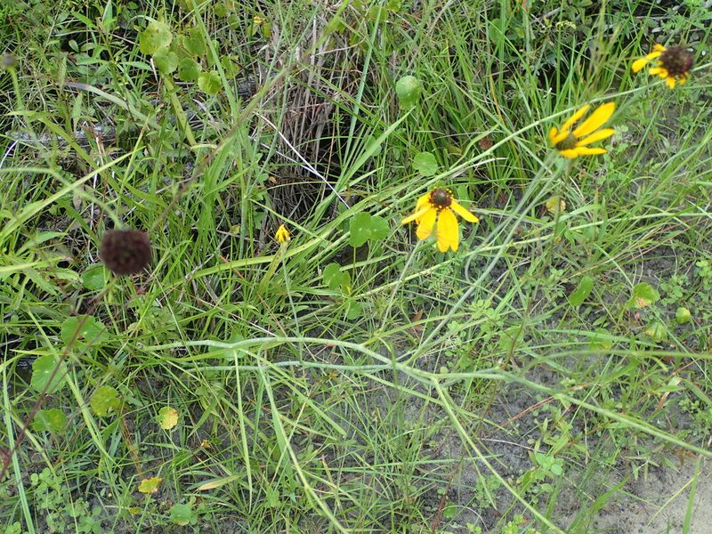 Rudbeckia mohrii, photographed by mfeaver