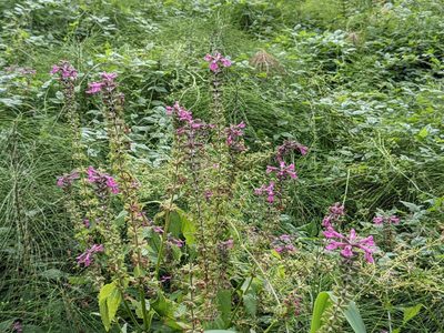 Stachys chamissonis, photographed by David Dyck