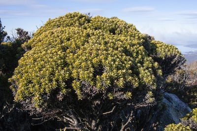 Ozothamnus ledifolius, photographed by dhfischer