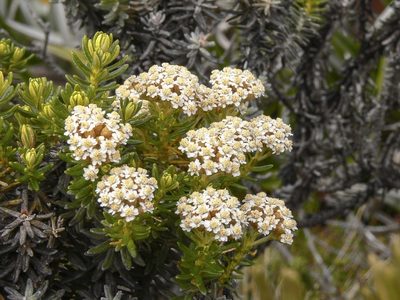 Ozothamnus ledifolius, photographed by dhfischer