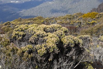 Ozothamnus ledifolius, photographed by dhfischer
