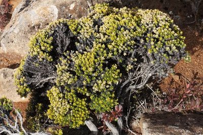 Ozothamnus ledifolius, photographed by dhfischer