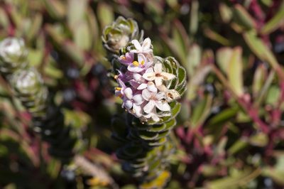 Pimelea sericea, photographed by dhfischer