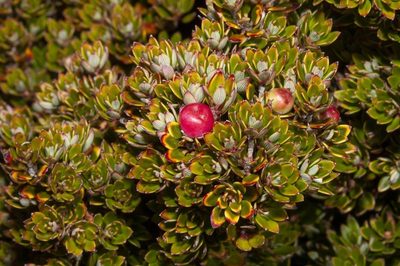 Cyathodes straminea, photographed by dhfischer