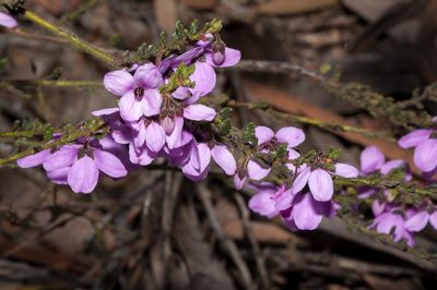 Tetratheca labillardierei, photographed by dhfischer