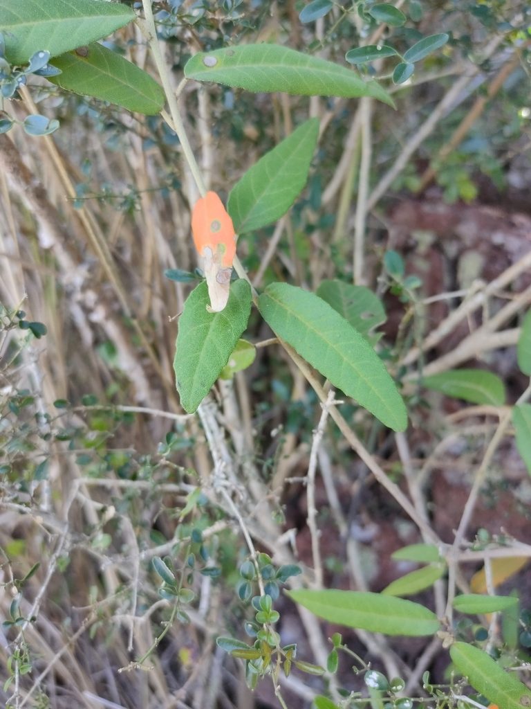 Croton phebalioides, photographed by Tony van Kampen