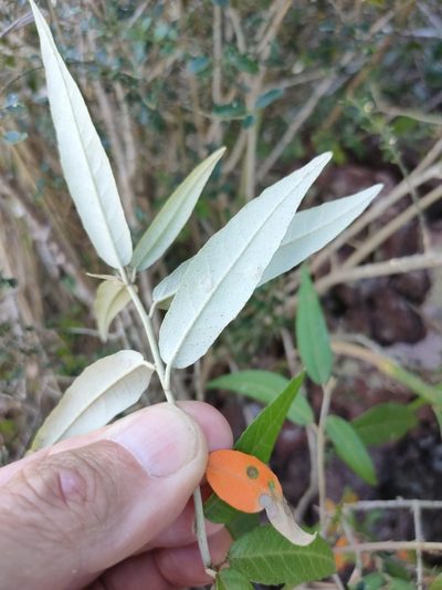 Croton phebalioides, photographed by Tony van Kampen