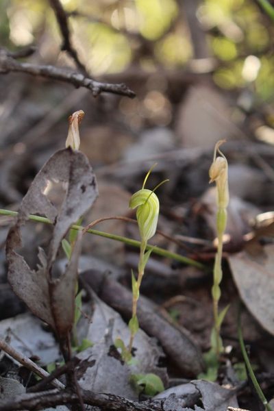 Pterostylis timothyi, photographed by Em Lamond