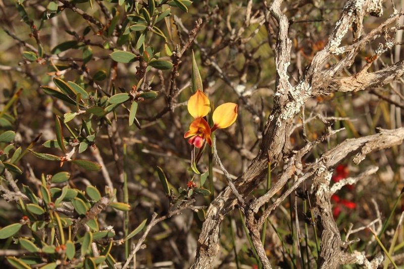 Diuris littoralis, photographed by Em Lamond