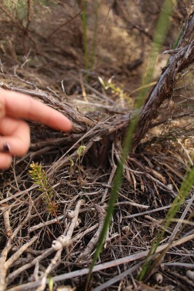 Pterostylis timothyi, photographed by Em Lamond
