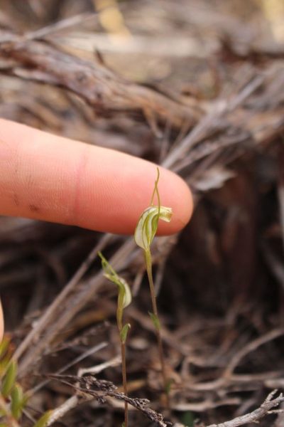 Pterostylis timothyi, photographed by Em Lamond