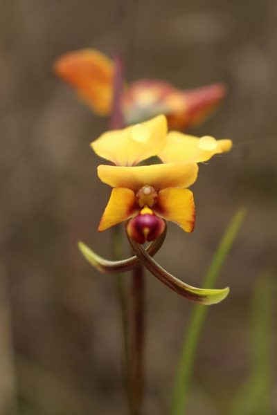 Diuris littoralis, photographed by Em Lamond