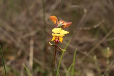 Diuris littoralis, photographed by Em Lamond