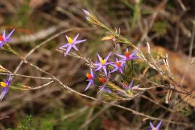 Calectasia gracilis, photographed by Em Lamond