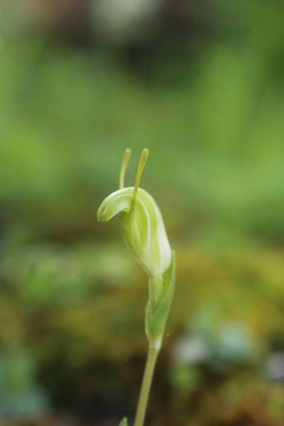 Pterostylis lortensis, photographed by Em Lamond