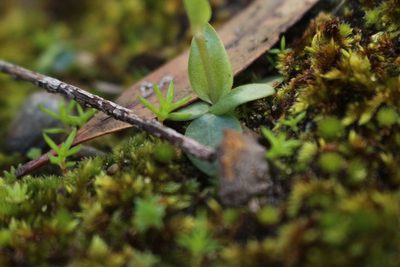 Pterostylis lortensis, photographed by Em Lamond