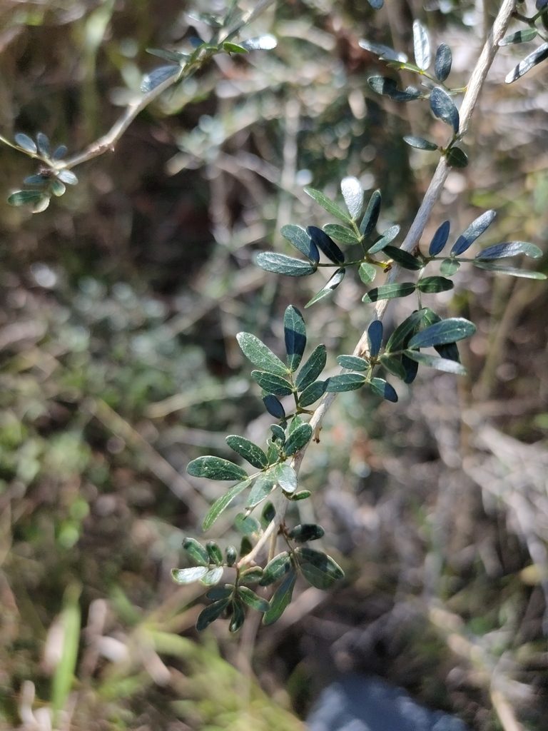 Heliodendron thozetianum, photographed by Tony van Kampen