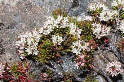 Leionema montanum, photographed by dhfischer