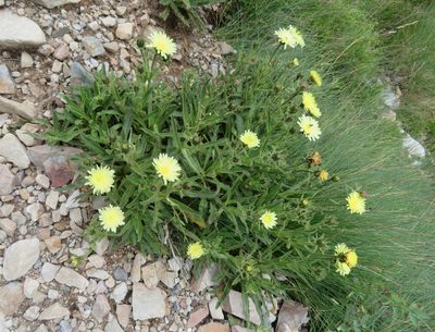 Schlagintweitia intybacea, photographed by Marco Mussita