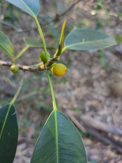 Ficus obliqua, photographed by Tony van Kampen