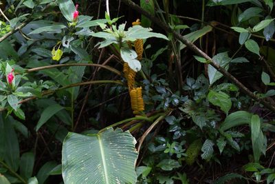 Calathea crotalifera, photographed by Jake Rehage