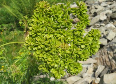 Molopospermum peloponnesiacum, photographed by Marco Mussita