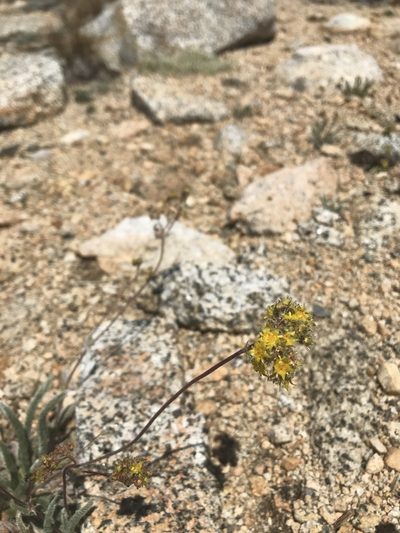 Potentilla muirii, photographed by Lindsey Salmonson