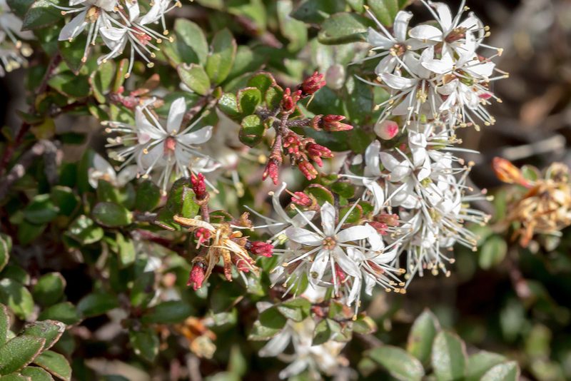 Leionema lamprophyllum, photographed by Andrew Allen