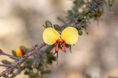 Dillwynia ramosissima, photographed by Andrew Allen