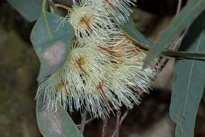 Eucalyptus leucoxylon, photographed by Andrew Allen