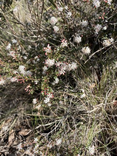 Leionema lamprophyllum, photographed by Andrew Allen