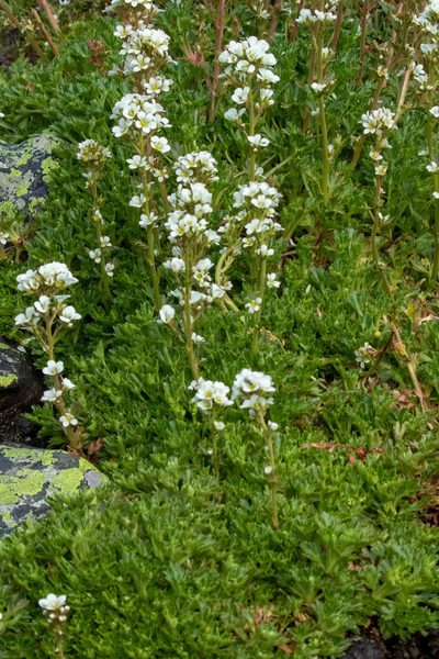 Saxifraga aquatica, photographed by Thibaud Aronson