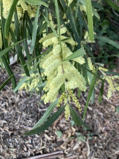Acacia floribunda, photographed by krumpianking